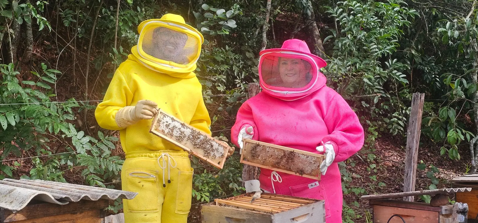 Apicultores apresentando quadros de colmeia no apiário
